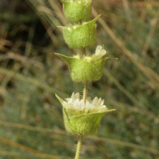 Girdev yaylası-Muğla