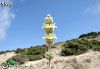 subsp. nusairiensis-Hatay