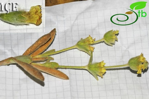 subsp. nusairiensis-Osmaniye