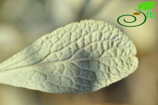 Gazipaşa