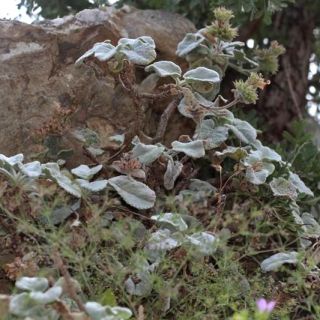 Amanos dağları-Osmaniye