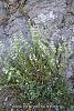 subsp annua var lycaonica-Ankara