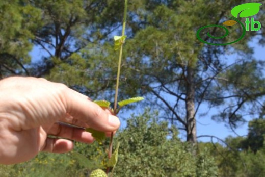 ssp ammophila-Datça-Muğla