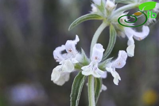 ssp annua var lycaonica-Kızılcahamam-Ankara