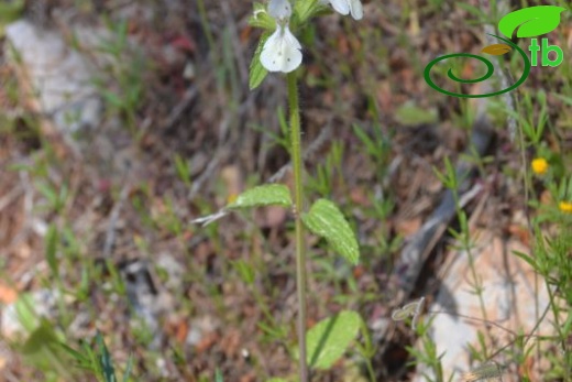 ssp ammophila-Datça-Muğla