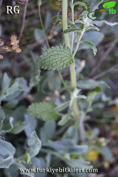 ssp annua var lycaonica-Kızılcahamam-Ankara