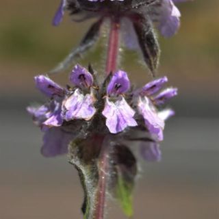ssp balansae-Şavşat-Artvin