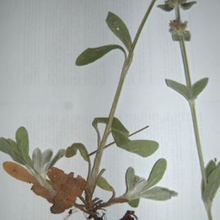 Yeniçağa-Bolu