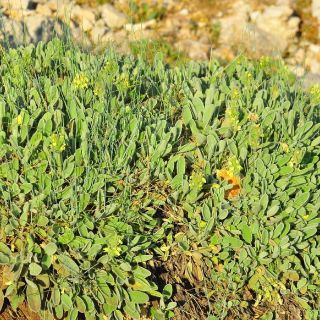 subsp. citrina- Gazipaşa