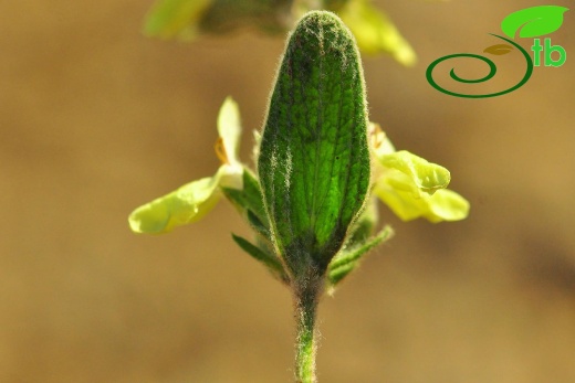 subsp. citrina- Gazipaşa