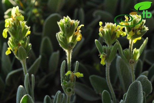 subsp. citrina- Gazipaşa