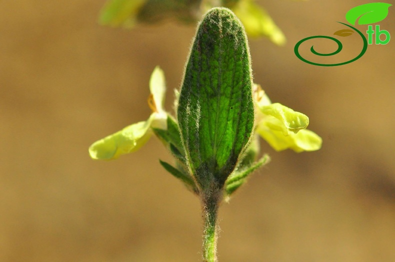 subsp. citrina- Gazipaşa