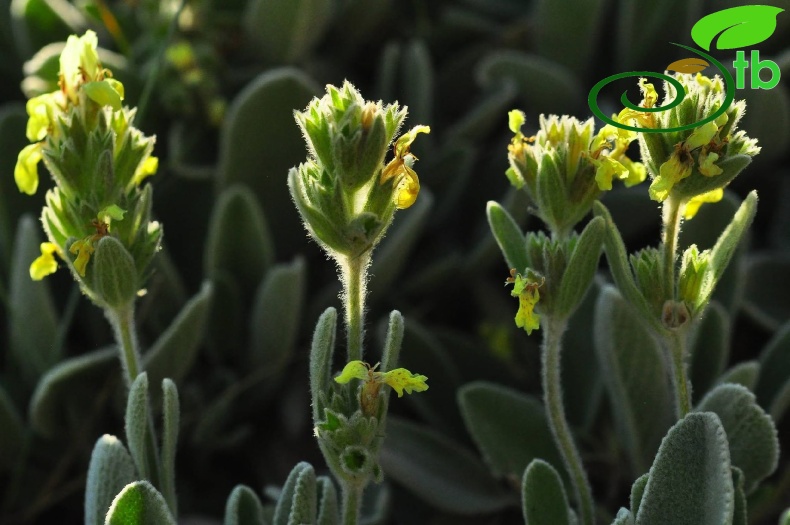 subsp. citrina- Gazipaşa