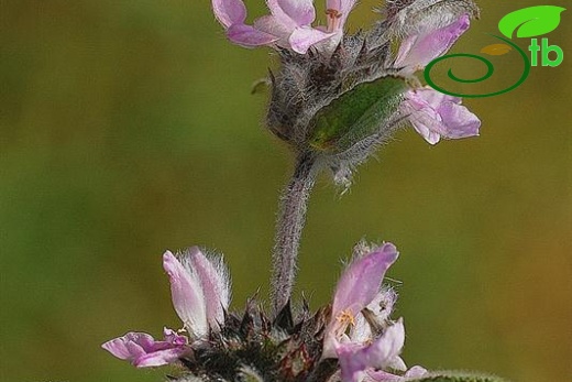 subsp. smyrnaea-İzmir