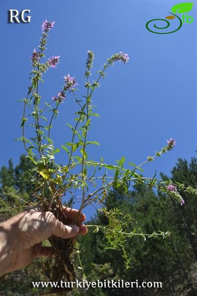 ssp iberica var iberica-Ilgaz dağları