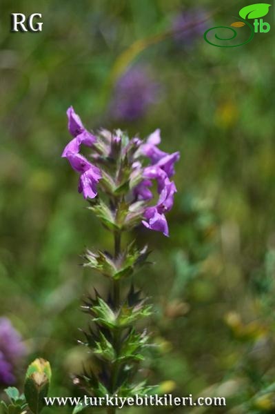 ssp iberica var iberica-Ilgaz dağları