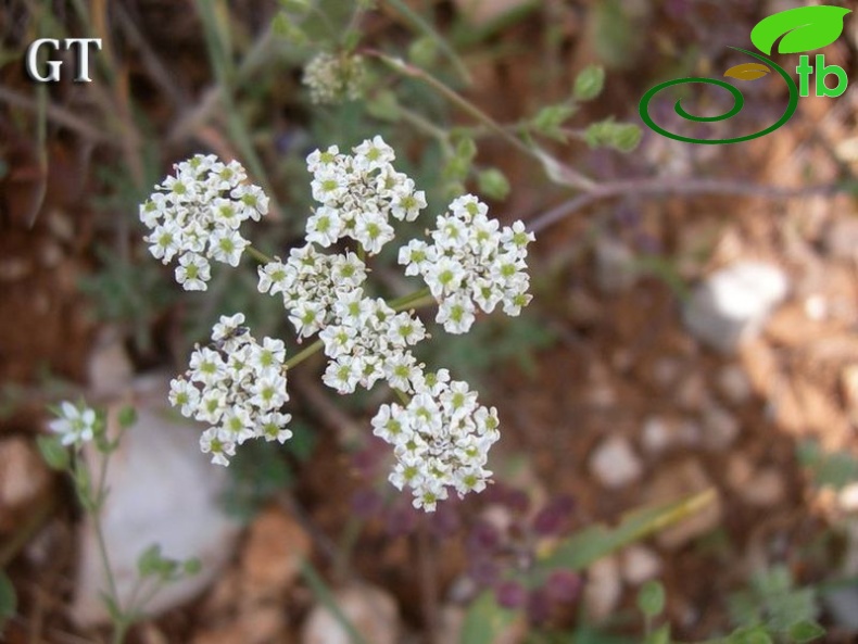 subsp. bourgaei