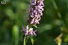 Subsp officinalis-Şavşat-Artvin