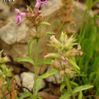 subsp officinalis-Artvin