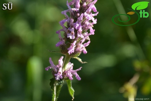 Subsp officinalis-Şavşat-Artvin