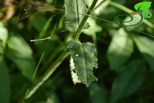 Subsp officinalis-Şavşat-Artvin