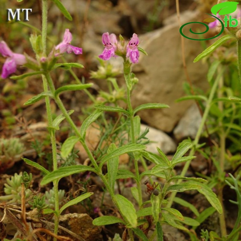 subsp officinalis-Artvin