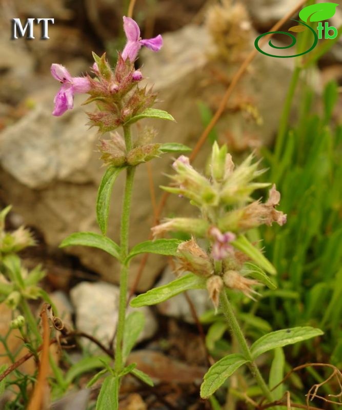 subsp officinalis-Artvin