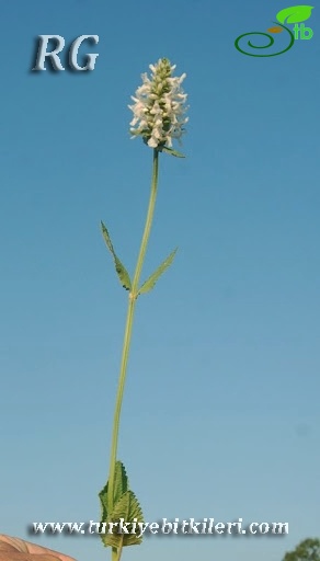 subsp balcanica-Yeniçağa-Bolu