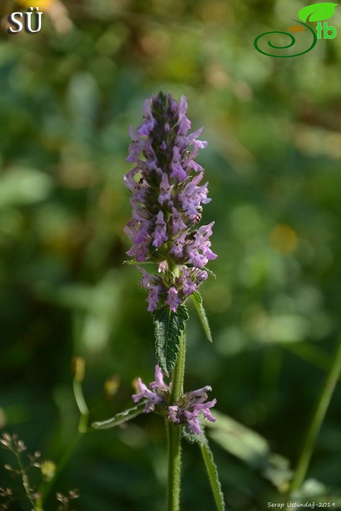 Subsp officinalis-Şavşat-Artvin