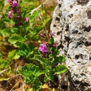 ssp tauricola-İzmir