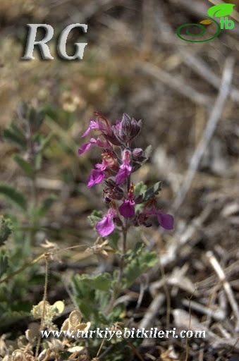 Teucrium chamaedrys 01nkara