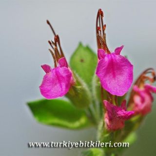 subsp.villosum-İzmir