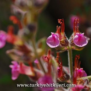 subsp.villosum-İzmir