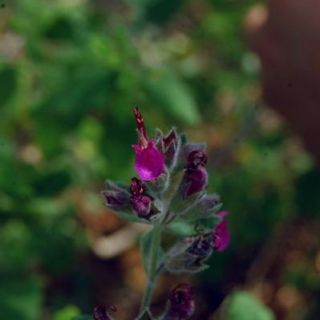 ssp villosum-Dirmil-Fethiye