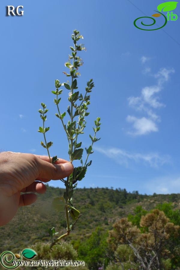 Datça-Muğla