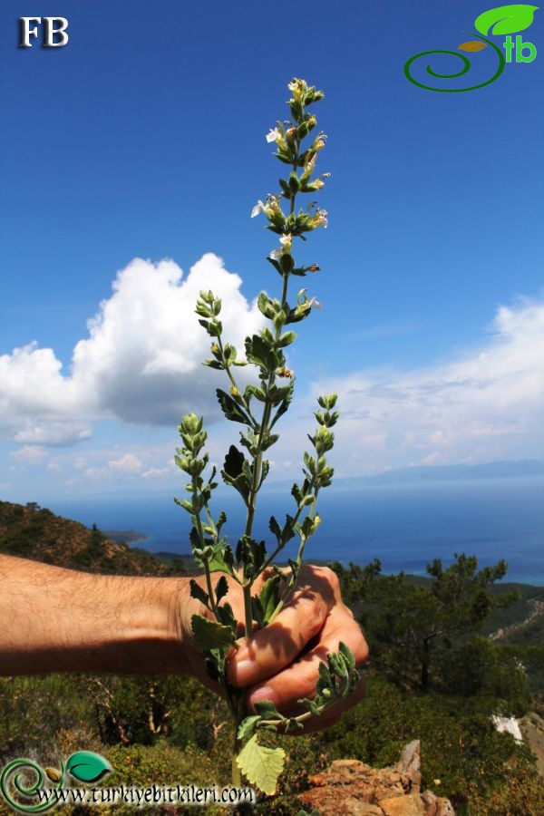 Datça-Muğla