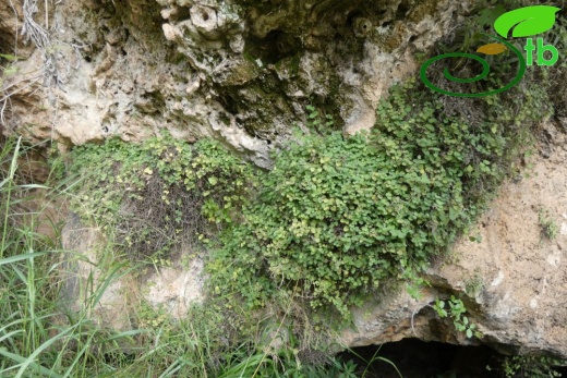 subsp. pamphylicum-Antalya