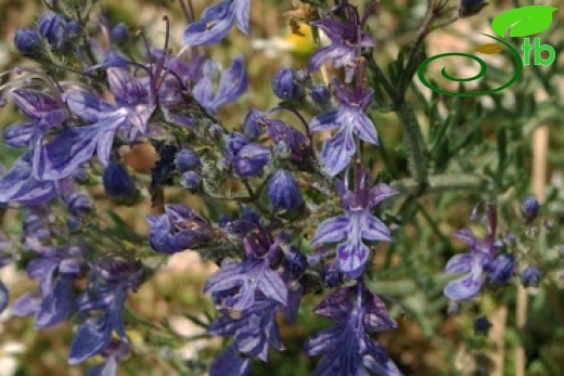 Bolu