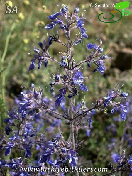 var. orientale