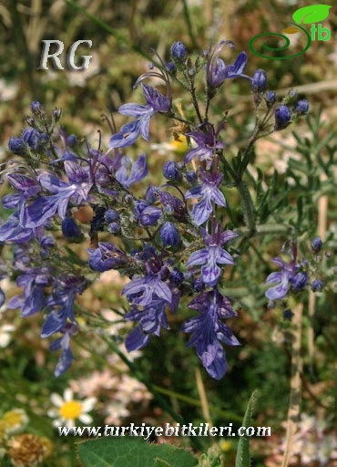 Bolu
