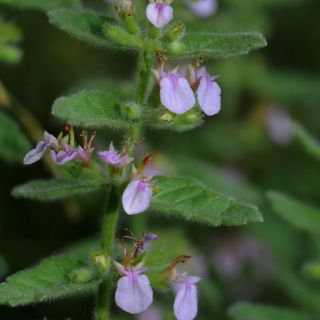ssp scordioides