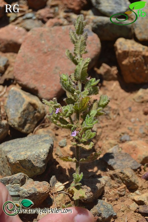 ssp scordium-Datça-Muğla