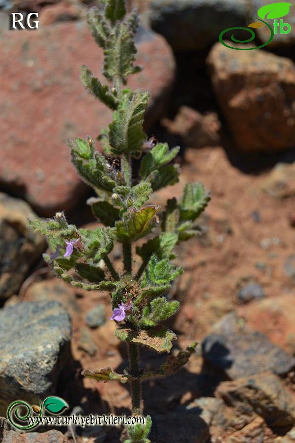 ssp scordium-Datça-Muğla