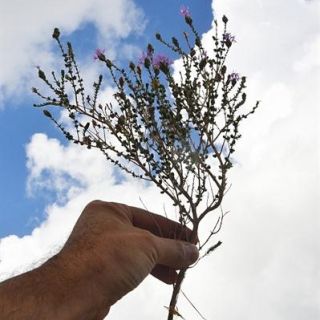 Datça-Muğla