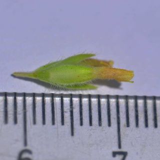 subsp.isaurica-Alanya