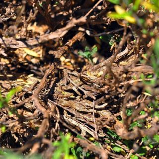 subsp.isaurica-Alanya