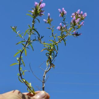 var intricata-Marmaris-Muğla