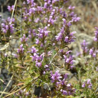 var intricata-Marmaris-Muğla