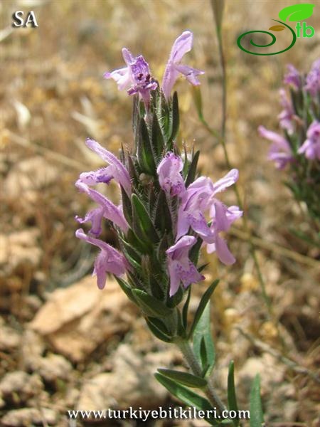 var. spicata