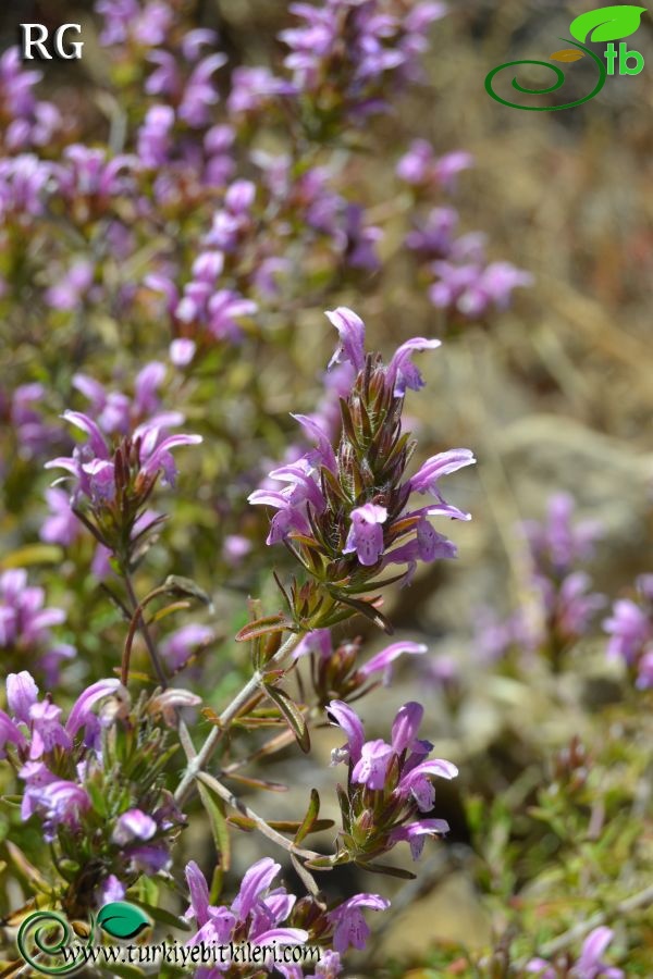 var intricata-Marmaris-Muğla